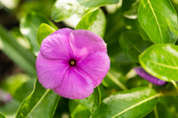 Purple Vinca Flower seeds for Planting - Compact Growth, Heirloom & GMO Free Seeds for Home Garden