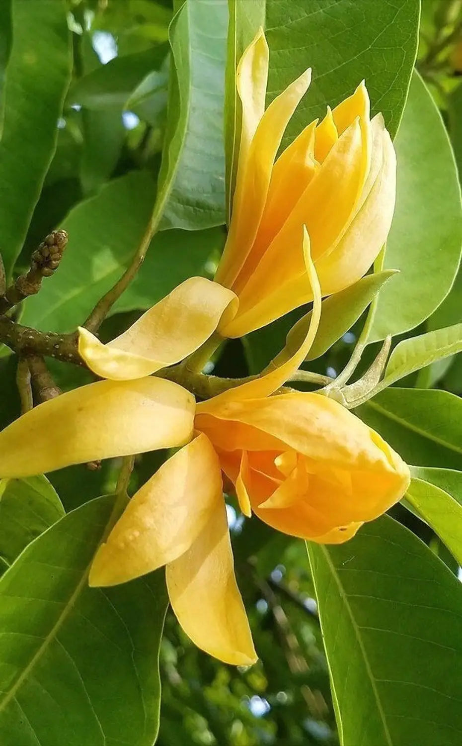 Champaca Flower seeds for Planting Colorful Display Heirloom & GMO Free Seeds for Home Garden