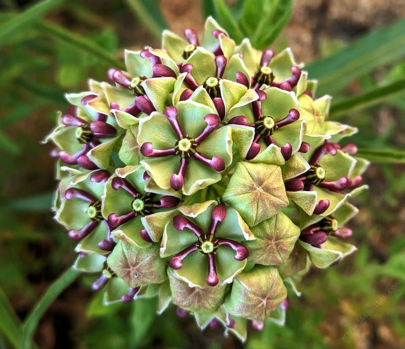 Asclepias Asperula Antelope Horns Seeds for Planting Asclepias asperula for wildflower gardens and butterfly gardens