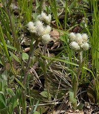 Antennaria Neglecta Seeds for Planting