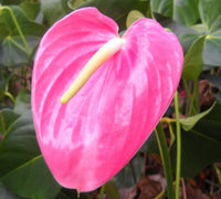 Young Anthurium Seedlings Sprouting