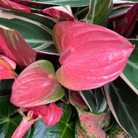 Pink Anthurium Andraeanum Flower Seeds for Planting – Heirloom, Non-GMO, Long Bloom, High Germination