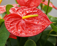 Anthurium Andraeanum Flower Seeds for Planting
