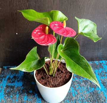 Anthurium Flower seeds for Planting Hardy Variety Heirloom & GMO Free Seeds for Home Garden
 
 Sale seeds for home garden planting