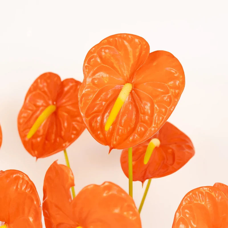 Anthurium Orange Blue Flower seeds for Planting - Pollinator Friendly, Heirloom & GMO Free Seeds for Home Garden