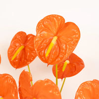 Anthurium Orange Blue Flower seeds for Planting - Pollinator Friendly, Heirloom & GMO Free Seeds for Home Garden