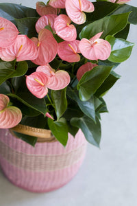 Pale Pink Anthurium planted along garden border