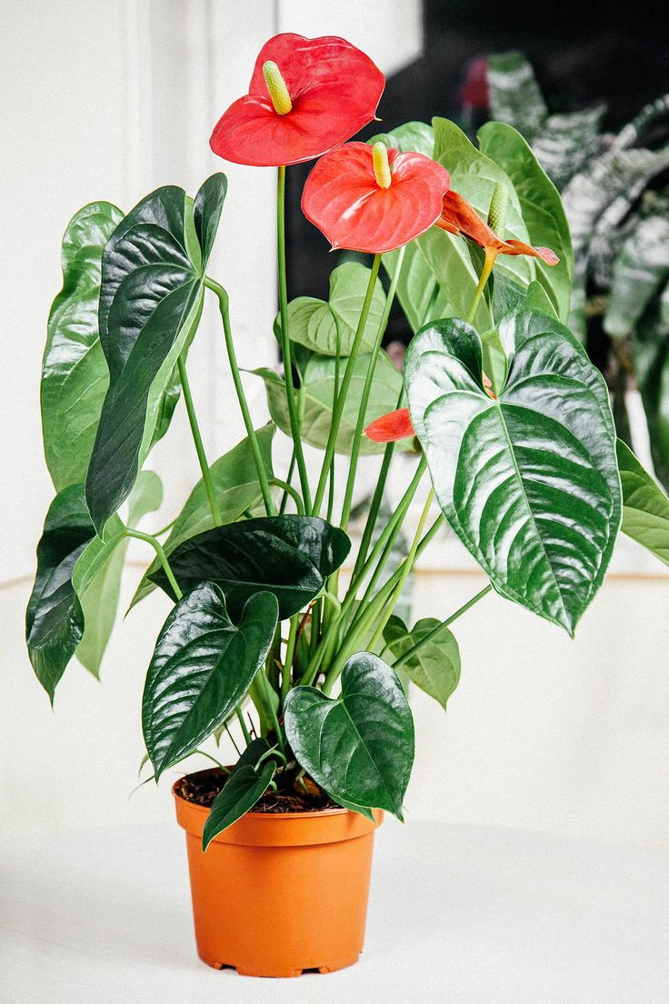 Anthurium Linden Araceae Seeds for Planting