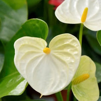 Anthurium Linden Gold Yellow Seeds for Planting