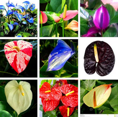 100 Pcs