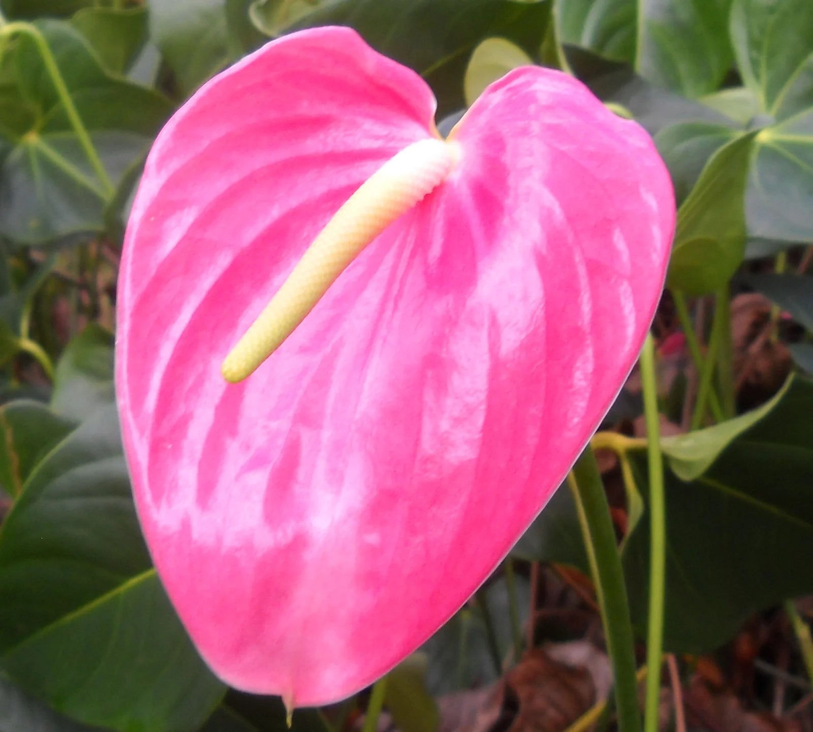 Pink Anthurium Flower seeds for Planting Pollinator Friendly Heirloom & GMO Free Seeds for Home Garden