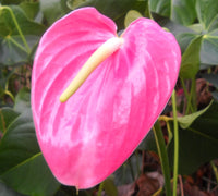 Pink Anthurium Flower seeds for Planting Pollinator Friendly Heirloom & GMO Free Seeds for Home Garden