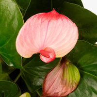 Cream Pink Anthurium Flower Seeds for Easy Planting