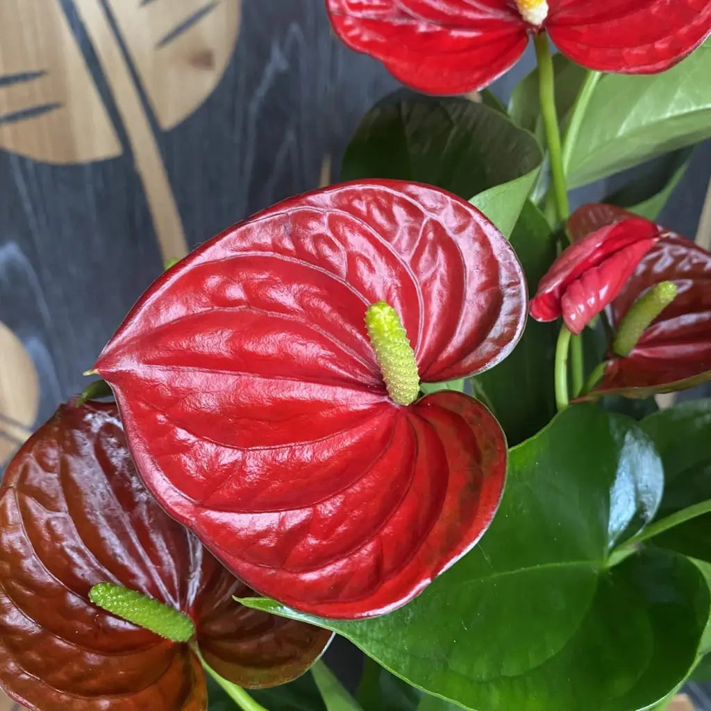 Brown Anthurium Flower seeds for Planting Bright Blooms Heirloom & GMO Free Seeds for Home Garden