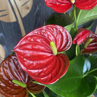 Brown Anthurium Flower seeds for Planting Bright Blooms Heirloom & GMO Free Seeds for Home Garden