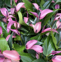 Anthurium Violet Flower Seeds for Planting
