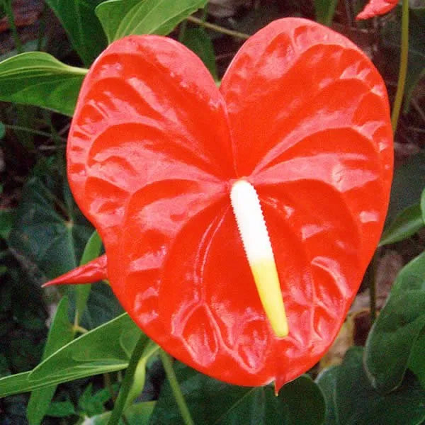 Red Anthurium Flower seeds for Planting - Vibrant Colors, Heirloom & GMO Free Seeds for Home Garden