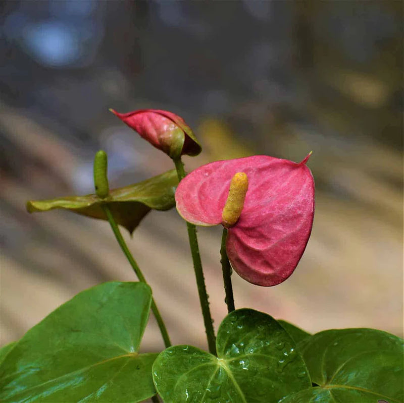Pink Andraeanu Flower Seeds for Planting  Vibrant Blooms for Your Garden