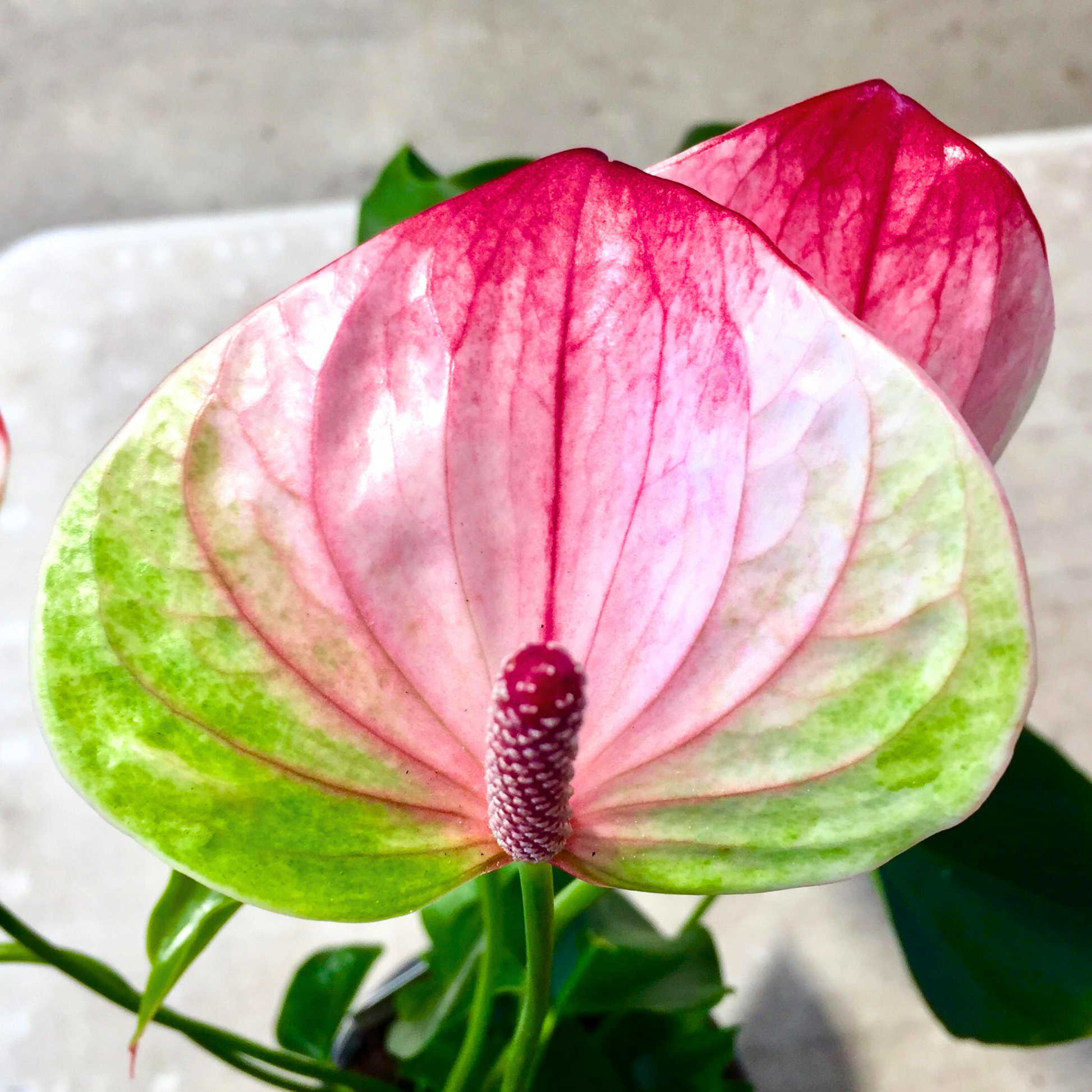 Anthurium Flower seeds for Planting Wildflower Mix Heirloom & GMO Free Seeds for Home Garden