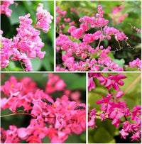 Antigonon Flower Seeds for planting