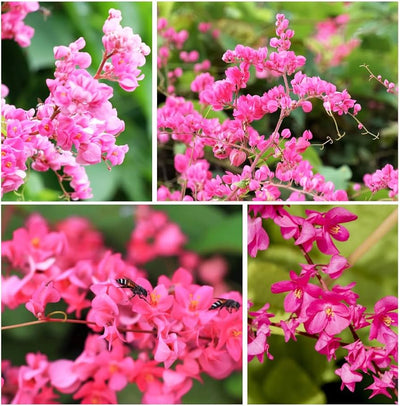100 Pcs