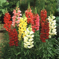 Mixed Snapdragon Flower seeds for Planting - Easy to Grow, Heirloom & GMO Free Seeds for Home Garden