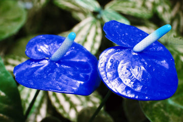 Blue Anthurium Perennial Flower Seeds for Planting Fragrant Blossoms Heirloom & GMO Free Seeds for Home Garden
 
 Sale