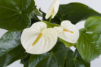 Anturio Flamingo Flower – Bright Red Tropical Blooms