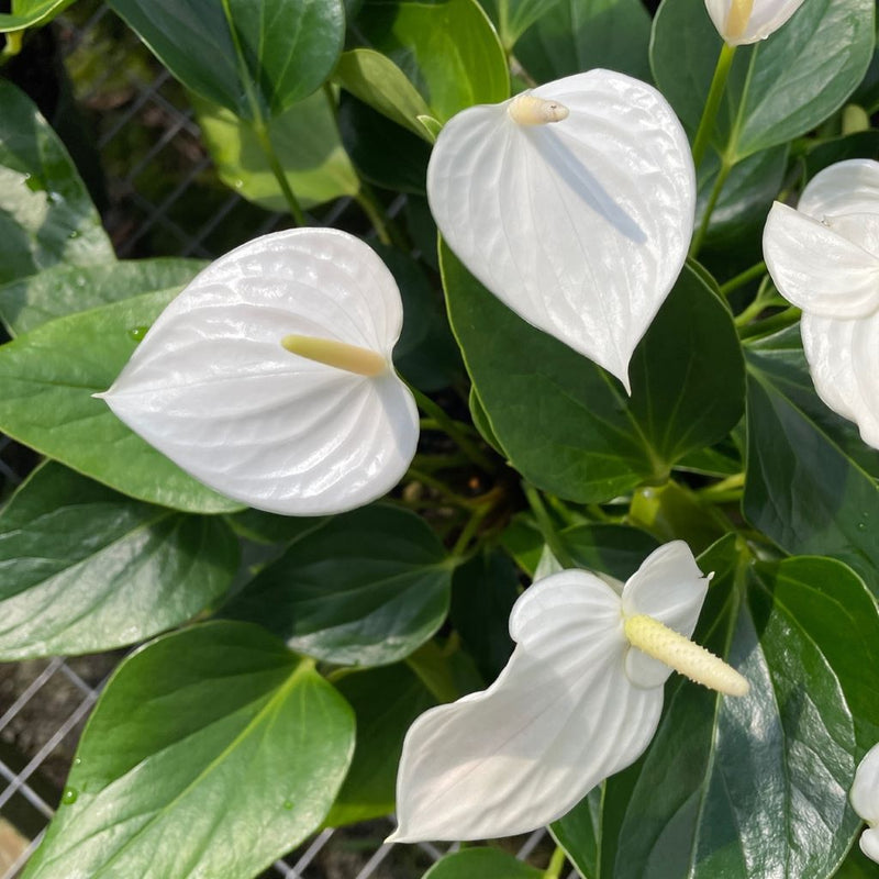 Anturio Plant Seeds for Planting – Tropical Anthurium Red Blooms