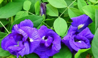 Heirloom Clitoria Ternatea Flower seeds for Planting Hardy Variety Heirloom & GMO Free Seeds for Home Garden