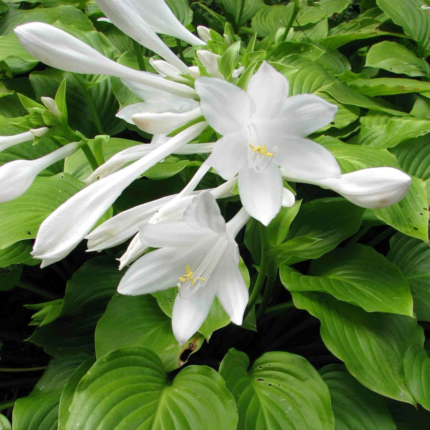 Hosta Lily Flower seeds for Planting - Cottage Garden Essential, Heirloom & GMO Free Seeds for Home Garden