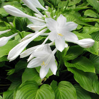 Hosta Lily Flower seeds for Planting - Cottage Garden Essential, Heirloom & GMO Free Seeds for Home Garden