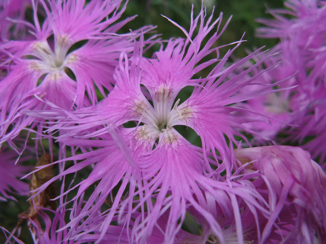 Pink Dianthus Superbus Flower seeds for Planting - Hardy Variety, Heirloom & GMO Free Seeds for Home Garden