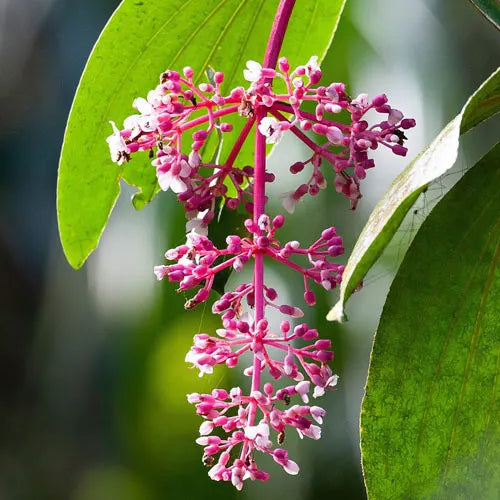 Pink Medinilla Flower seeds for Planting - Easy to Grow, Heirloom & GMO Free Seeds for Home Garden