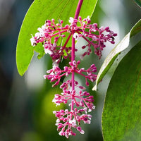 Pink Medinilla Flower seeds for Planting - Easy to Grow, Heirloom & GMO Free Seeds for Home Garden