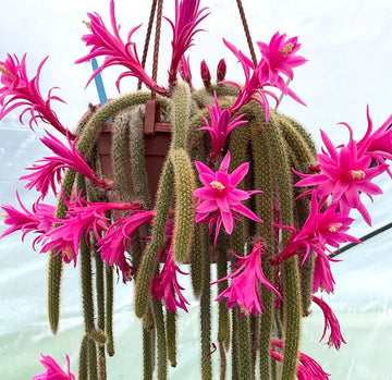 Aporocactus Flagelliformis Seeds
