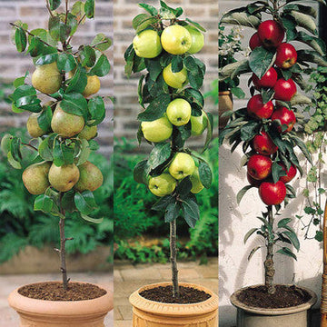 Apple tree seedlings grown from mixed apple seeds