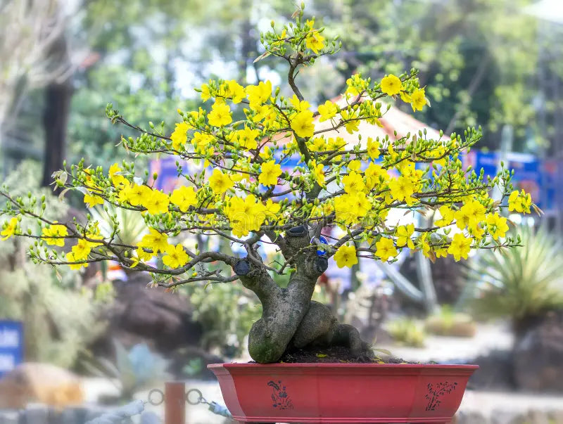 Yellow Simsii Bonsai Flower seeds for Planting Pollinator Friendly Heirloom & GMO Free Seeds for Home Garden