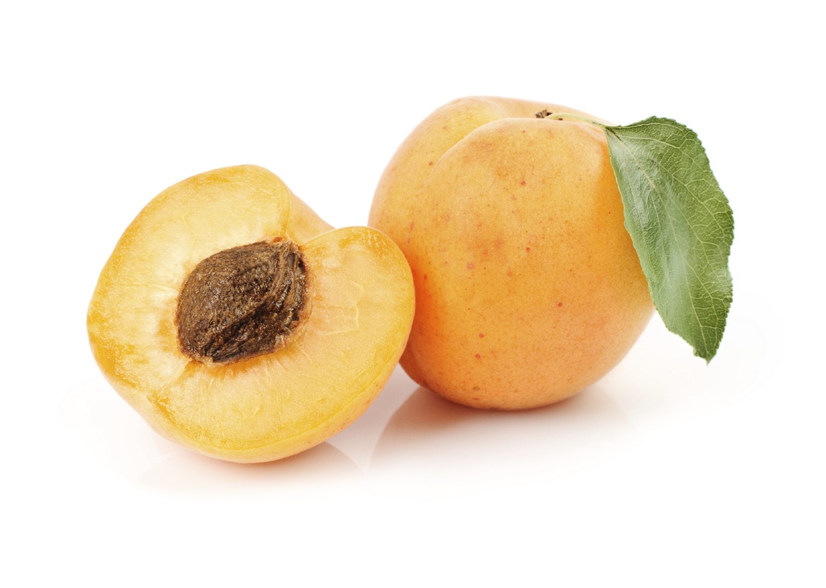 Ripe golden apricots on Manchurian Apricot Tree branches