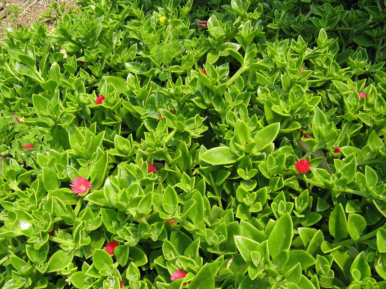 Alt: Aptenia flowering succulent grown from non GMO seeds