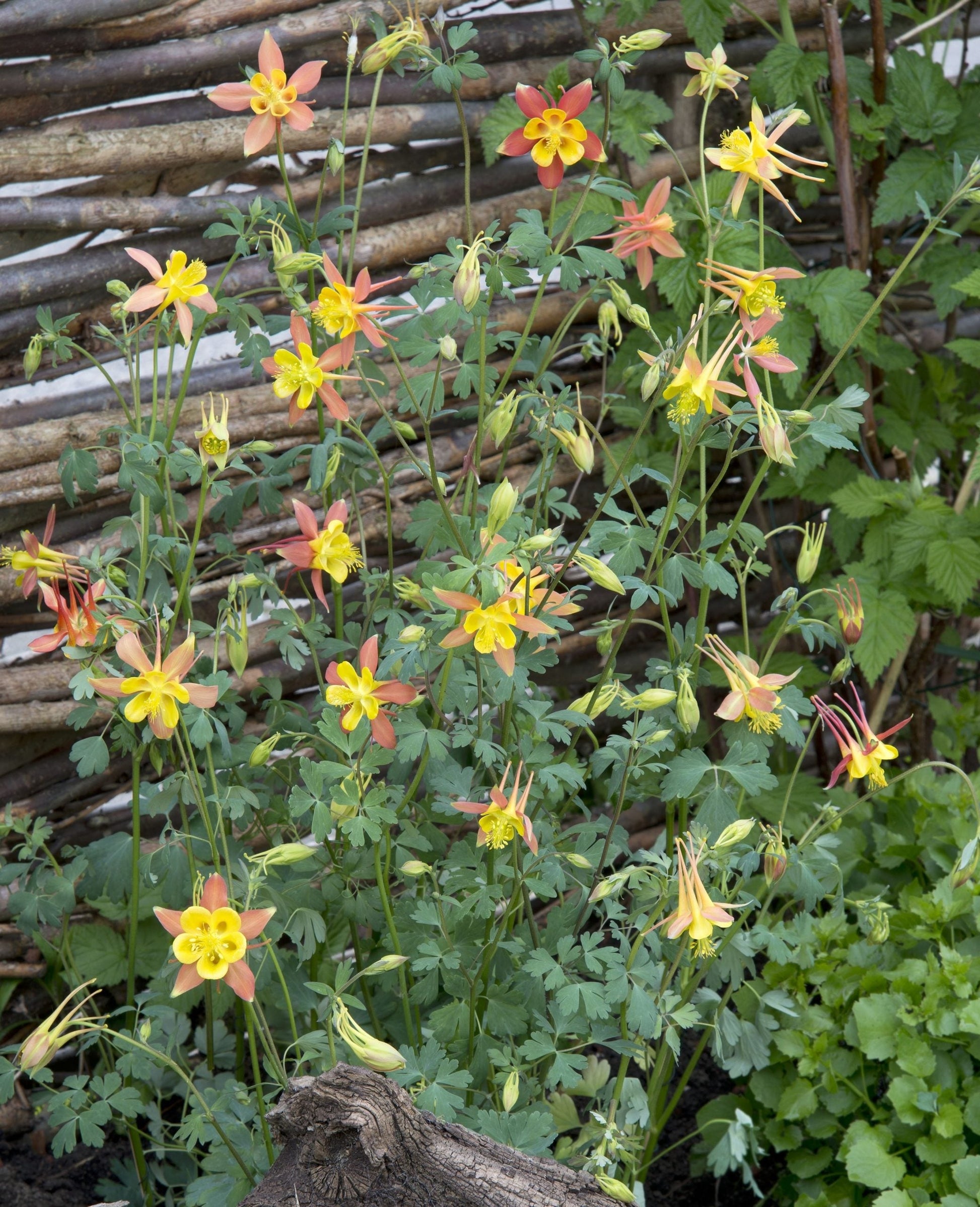 Tequila Sunrise Columbine Aquilegia spp Flower Seeds for Planting in Garden