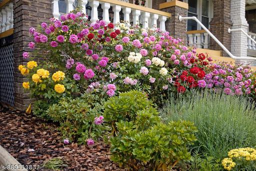 Pink Mix Ruby Rose Flower Seeds for Planting Bright Blooms Heirloom & GMO Free Seeds for Home Garden
 
 Sale