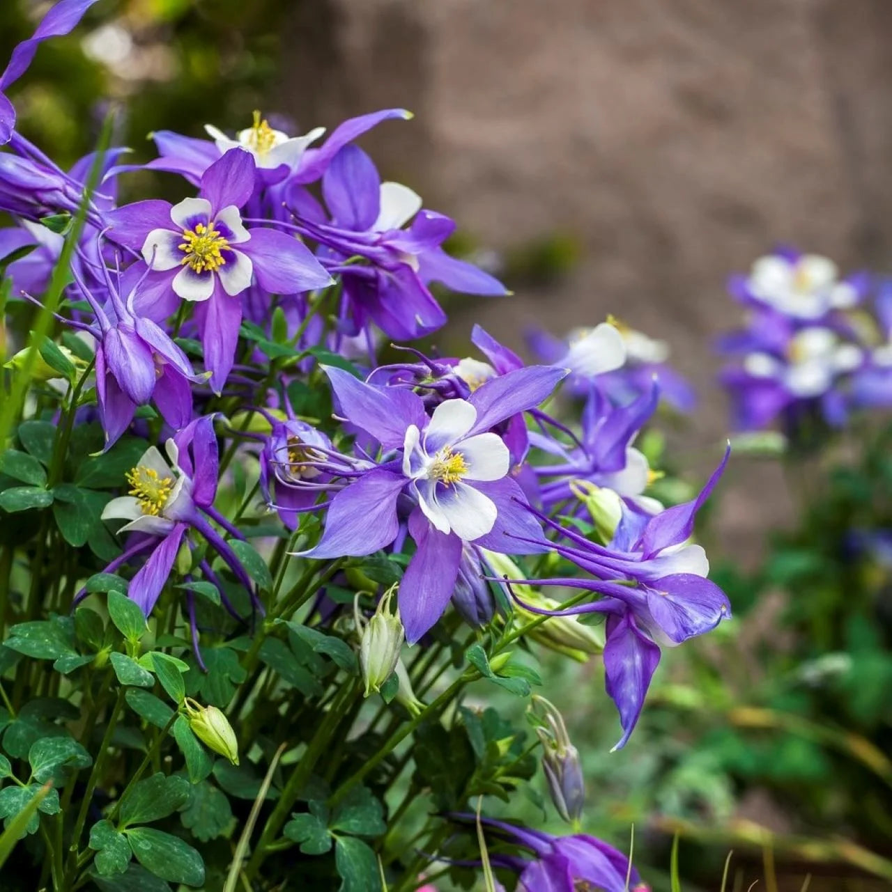Aquilegia Flower seeds for Planting - Garden Favorite, Heirloom & GMO Free Seeds for Home Garden