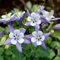 Columbine Flower seeds for Planting Sun Loving Heirloom & GMO Free Seeds for Home Garden