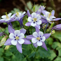White Violet Aquilegia Flower seeds for Planting - Premium Quality, Heirloom & GMO Free Seeds for Home Garden
