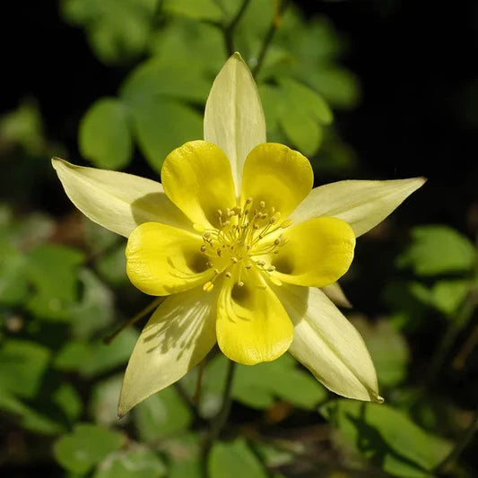 Aquilegia Chrysantha Flower seeds for Planting Sun Loving Heirloom & GMO Free Seeds for Home Garden 
 
 Sale