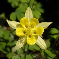 Aquilegia Chrysantha Flower seeds for Planting Sun Loving Heirloom & GMO Free Seeds for Home Garden 
 
 Sale