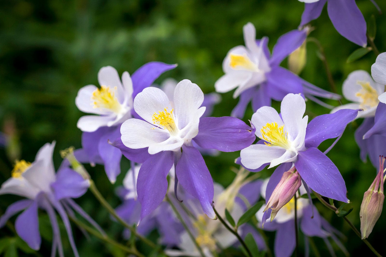 Purple White Aquilegia growing in container
