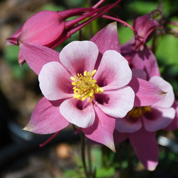 Aquilegia Dark Pink & White Flower Seeds for Planting