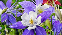 Purple White Aquilegia planted along garden border